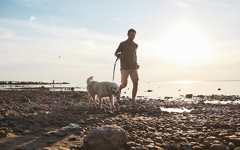 cane in spiaggia a passeggio con padrone